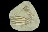 Two Fossil Crinoids (Scytalocrinus & Abrotocrinus) - Indiana #122980-1